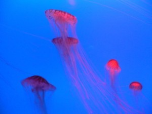 1146883856 1146883856