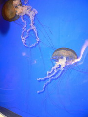 1146883894 1146883894